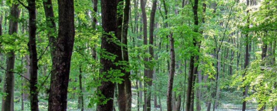 Frühling im Wienerwald